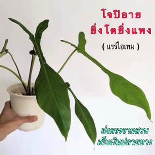 ยิ่งโตยิ่งแพง‼️ ฟิโล (โจปิอาย/จูปิอาย) philodendron joepii ไม้แรร์