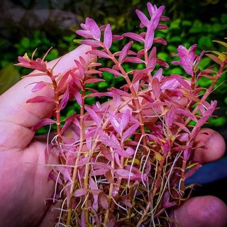 ต้นไม้น้ำ โรทาล่าฝูเจี้ยน Rotala rotundifolia fujian