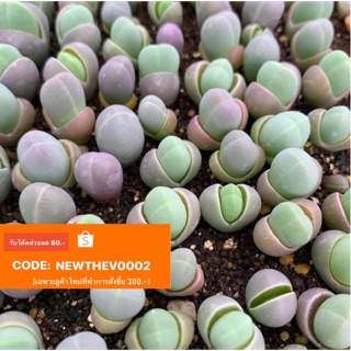 Gibbaeum - 20 seeds 99.-