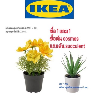 IKEA,แท้,ต้นไม้ปลอมอิเกีย,อีเกีย, ikea,ดอกไม้ปลอมอิเกีย,อีเกีย, ikea,ต้นไม้ประดิษฐ์อิเกีย,อิเกีย, ikea,ดอกไม้สีเหลือง