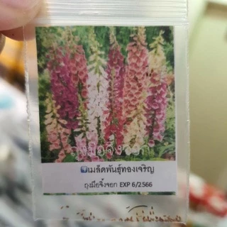 ดอกถุงมือจิ้งจอก🌺คละสี📌ถูกที่สุด10บ.📌เมล็ดพันธุ์ดอกถุงมือ30-200 เมล็ด🔥พันธุ์แท้🌱ปลูกง่าย🌺ดอกดกสวย