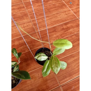 hoya crassicaulis variegated