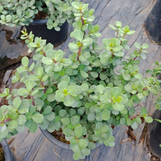 F336 🌱คราสซูล่า ต้นมันนี่ ต้นดูดเงิน กระถาง8นิ้ว Jade Plant #ไม้มงคล #ไม้ฟอกอากาศ ต้นไม้สวรรค์หรือใบเงิน