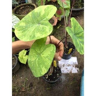 ต้นไม้ ไม้ด่าง colocasia lemon lime gecko บอน เลม่อน ไลม์ ต้นใหญ่ พร้อมให้หน่อ