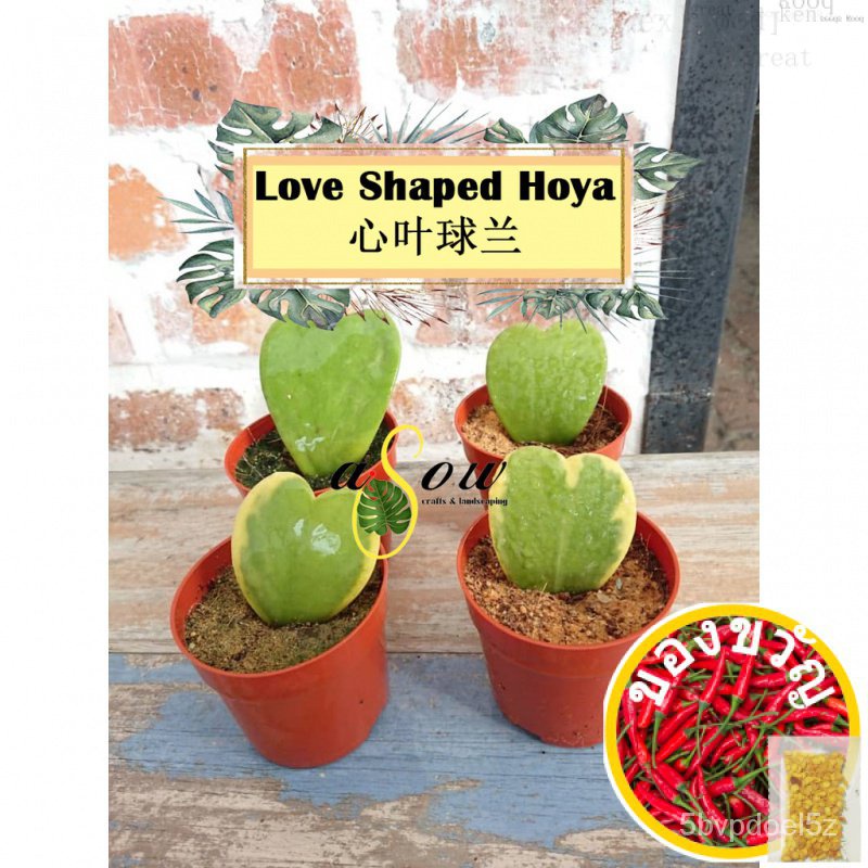 [LIVE PLANT] Sweetheart Love Shaped Hoya Kerrii หัวใจสกุล鲜花/园艺/手链/芹菜/通心菜/男装/母婴/上衣/内裤/木瓜/ LNTN