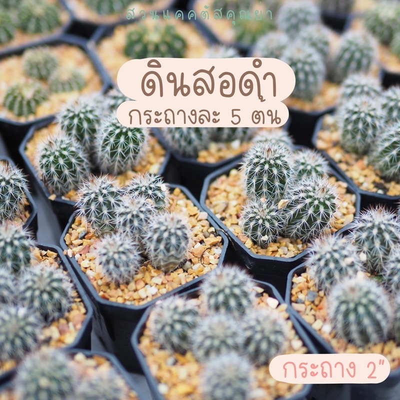 [สินค้าใหม่!]แคคตัส ดินสอดำ กระถางละ 5 ต้น สวยๆ ดอกสีขาว ดอกบานตอนกลางคืน ติดฝักได้เอง