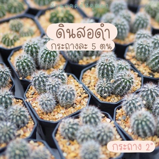 [สินค้าใหม่!]แคคตัส ดินสอดำ กระถางละ 5 ต้น สวยๆ ดอกสีขาว ดอกบานตอนกลางคืน ติดฝักได้เอง