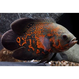 Hikari cichlid staple mini เม็ดลอย 57g. / 250g. อาหารปลาฮิคาริ อาหารปลาหมอสี ปลาหมอ สูตรมาตรฐาน