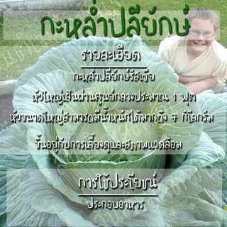 เมล็ดพันธุ์ กะหล่ำปลียักษ์ 300 เมล็ด Giant Russian Cabbage Seed เมล็ดพันธุ์แท้100% นำเข้าจากต่างประเทศ ปลูกผัก สวนครัว