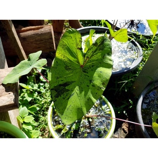 colocasia esculenta mojito บอนโมจิโต้