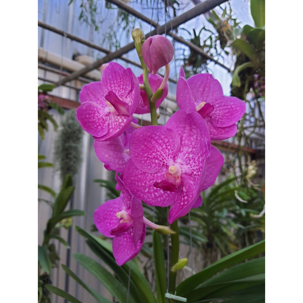 กล้วยไม้แวนด้า พัชรพิงค์ สีชมพู (Vanda Patchara Pink Orchid Plant) ส่งต้นติดช่อดอกแล้ว