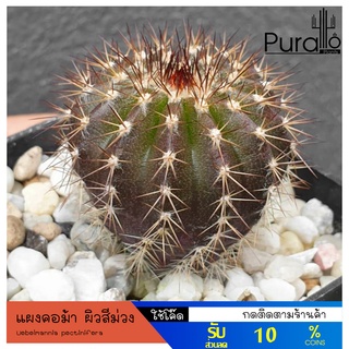 ต้นกระบองเพชร แผงคอม้า ผิวม่วง Uebelmannia pectinifera #ไม้เมล็ด #cactus #แคคตัส