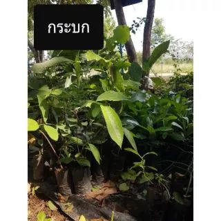 กระบก ไม้ป่าหายาก ต้นกระบก 25ซม.