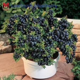 บลูเบอร์รี่ พุ่มเตี้ย Low Bush Blueberry ปลูกในกระถางได้ (100เมล็ด)