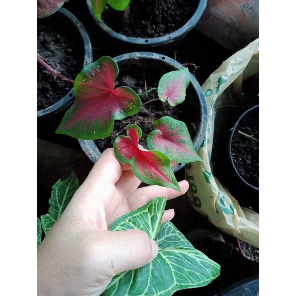 บอนสีโบราณ...เทพเทวาลุ้นป้าย