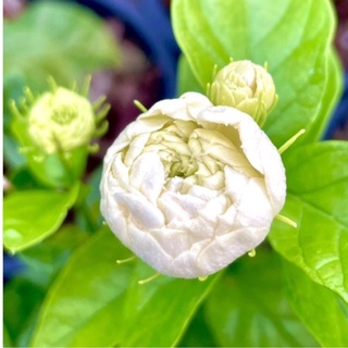 ต้นมะลิซ้อน ดอกหอม ดอกใหญ่ ต้นแข็งแรง ต้นเป็นพุ่ม