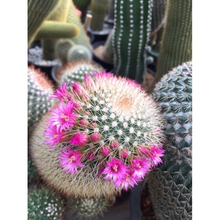 แคคตัสสปินโน # แมมสปินโน# หนามขาว# Mammilalia Spinosissima Cactus#Cactus # ต้นไม้ทนแล้ง #กระบองเพชร#พืชทนแล้ง# จัดสวนถาด