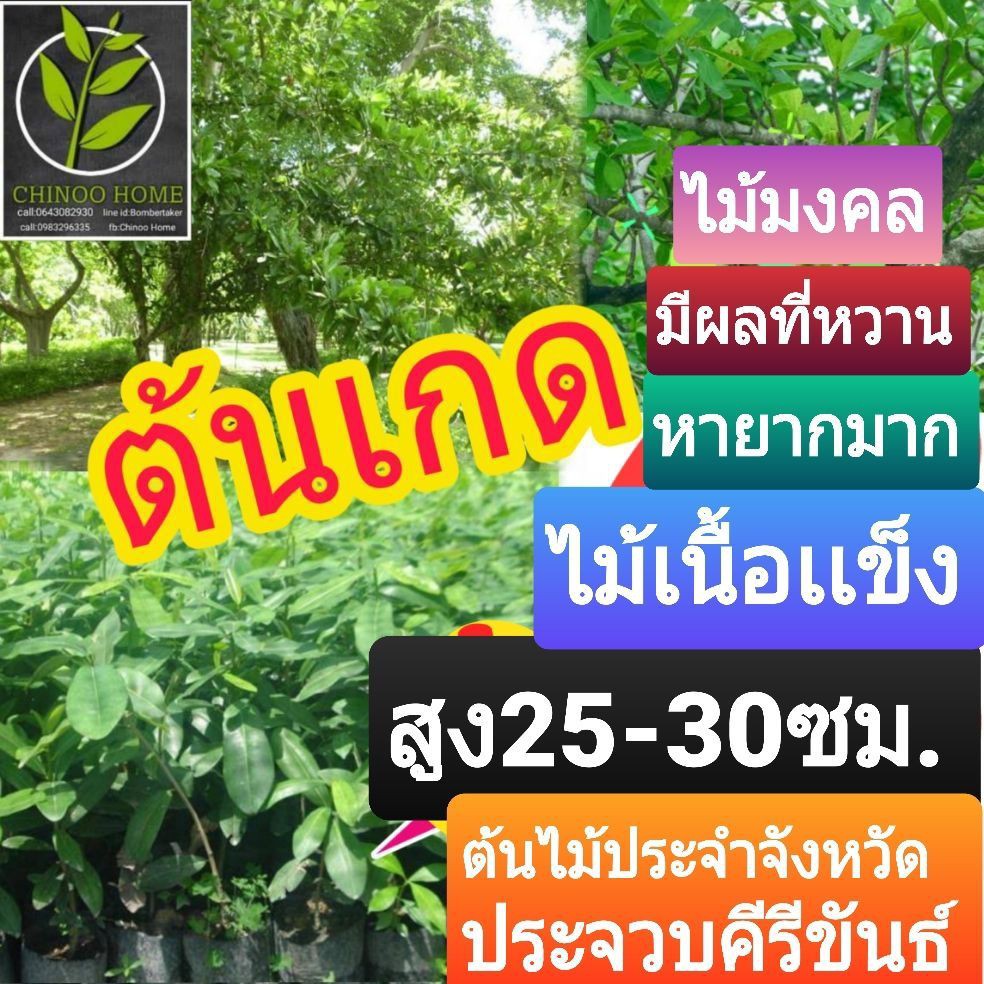 ต้นเกด 16 ซม. เกด ผลกินได้ใช้ใส่ขนมปัง อร่อยมาก ต้นไม้ประจำจังหวัดประจาบคีรีขันธ์