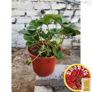Strawberry Plant / Pokok Strawberry头饰/花园/通心菜/儿童/上衣/seeds/鲜花/种子/芹菜/手链/ PPH1
