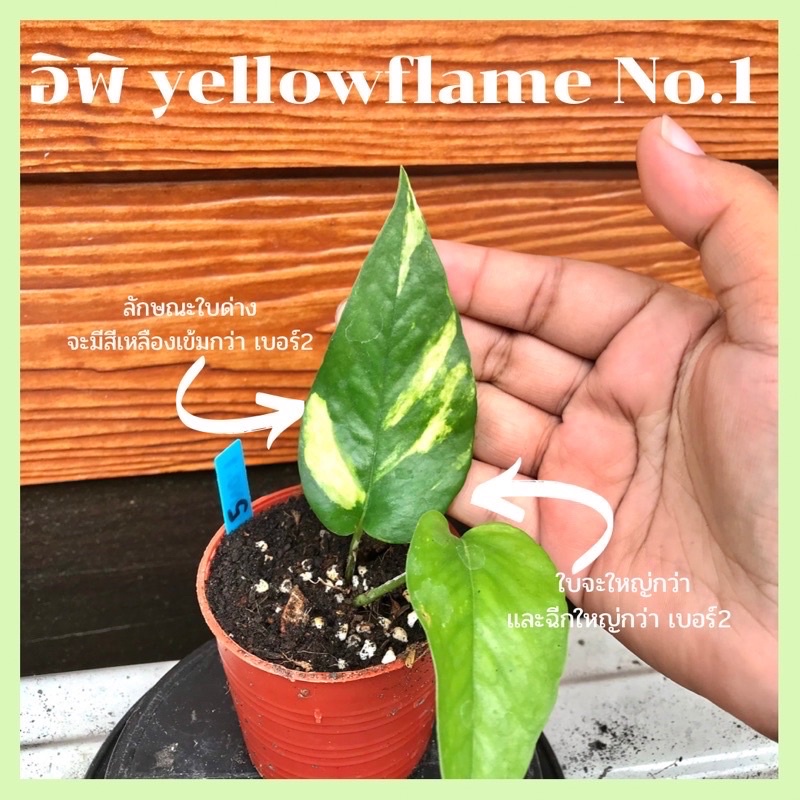 🪴อิพิด่างเหลือง yellow flame No.1 ✨(Epipremnum Pinnatum Yellow Flame)🪴