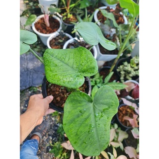 ☘ซิงโกเนียมใบบุญ ☘ใบรูปหัวใจ💓#Syngonium macrophyllum Frosted Heart