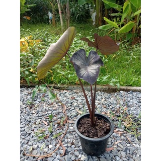 Colocasia Black Coral โคโลคาเซียแบล็คโครอล 2-3ใบ สูง40-45cm. ใบสวยเงาดำ