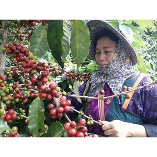 กาแฟคั่วเข้ม “บด” จากดอยช้าง อ่อน กลาง เข้ม / บด เมล็ด(1x250g.)