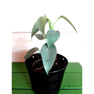 พลูดาบเงิน philodendron silver sword ฟิโลดาบเงิน philodendron hastatum