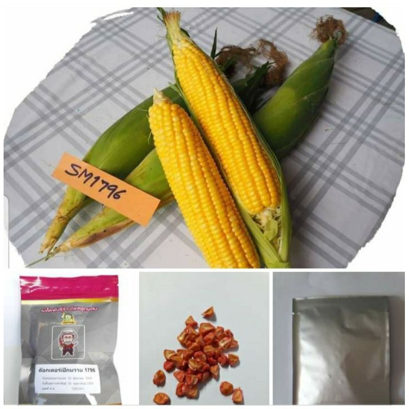 [50 เมล็ด] 🌽พันธุ์ใหม่ !! 🌽 ข้าวโพดหวานสีเหลือง 1796 (Sweet corn) SM1796 by Dr.Pek เมล็ดเรียงสวย หวานร่อนไม่ติดซัง