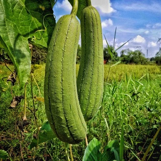 30 เมล็ด (ไม่ใช่พืช)Patola Seeds for Planting Vegetable Plants Smooth Heirloom Patola/Luffa Variety Plant