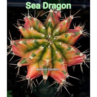 หน่อเด็ดสด แคคตัส ยิมโน (Gymno) ซีดราก้อน (Sea Dragon)