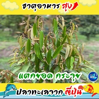 น้ำหมักปลาทะเล จากญี่ปุ่นผสมเปลือกไข่ ช่วยไล่แมลง