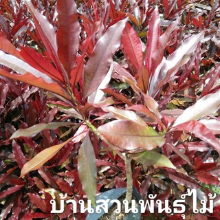 ต้นต้นเป็ดแดง #บ้านสวนพันธุ์ไม้