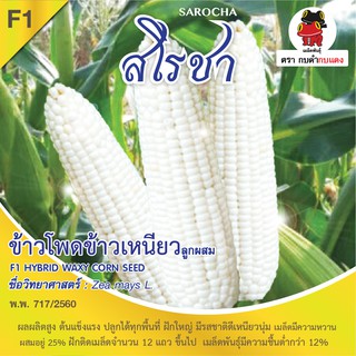 เมล็ดพันธุ์ ข้าวโพดข้าวเหนียวสโรชา บรรจุ 10 กรัม