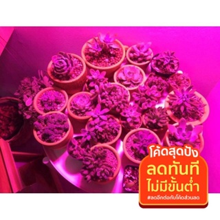 ไฟปลูกต้นไม้ ไฟปลูกพืช สปอร์ตไลท์ 12 โวลท์ LED 50 วัตต์ ตัวบาง