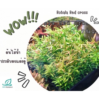 Rotala Redcross ขายเป็นใบบก 15  กิ่ง 100 ต้นไม้ปลูกในน้ำ พืชน้ำ ต้นไม้ในตู้ปลา