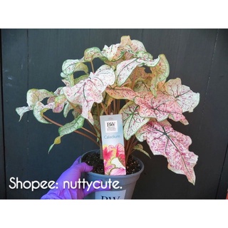 Caladium Splash of wine บอนสีนำเข้าจากฮอลแลนด์