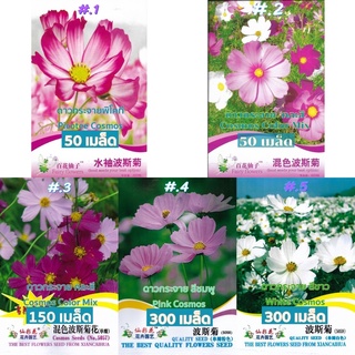 เมล็ด ดาวกระจาย หรือ ดอกคอสมอส บรรจุ 50 - 300 เมล็ด Cosmos Seed