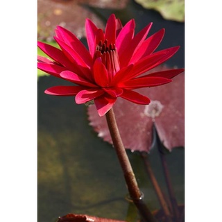 100 เมล็ด เมล็ดบัว สีแดง นำเข้า บัวนอก สายพันธุ์เมล็ดบัว Waterlily Nymphaea Seeds