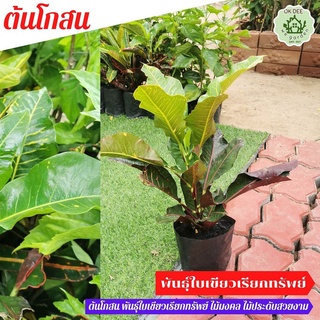 ไม้มงคล โกศล (Croton) ใบเขียวเรียกทรัพย์ ต้นโกสน