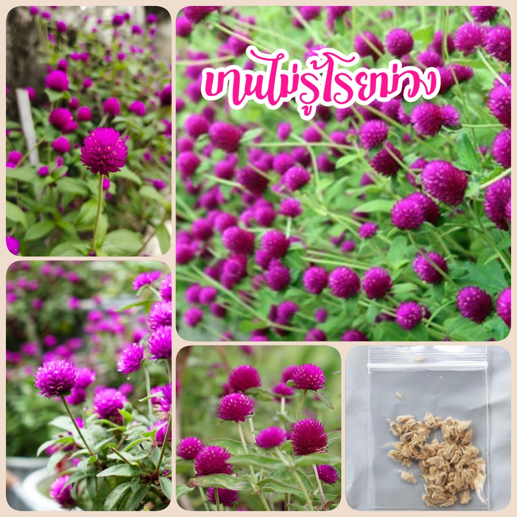 เมล็ดดอกบานไม่รู้โรยสีม่วง 70 เมล็ด​