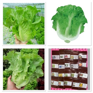 เมล็ดพันธุ์ ผักกาดหอมอิตาลี สีเขียว (Italian Lettuce Seed) บรรจุ 100 เมล็ด หัวใหญ่ กรอบมาก หวาน