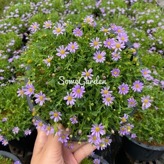 เดซี่ 🪴 (Purple Daisy) ต้นเดซี่ ดอกสีม่วง  🌸 (ส่งติดดอก) 8นิ้ว