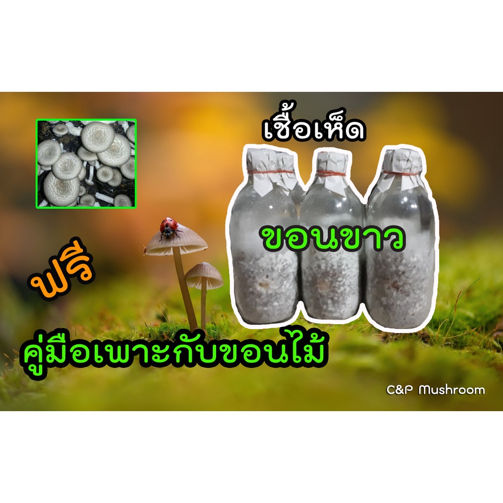 เชื้อเห็ดขอนขาว ขอนดำ ชุด 10 ขวด ฟรีวิธีเพาะเห็ดกับขอนไม้