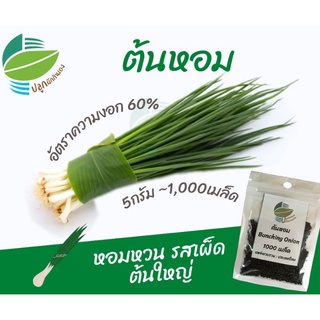 ต้นหอม (Bunching Onion)