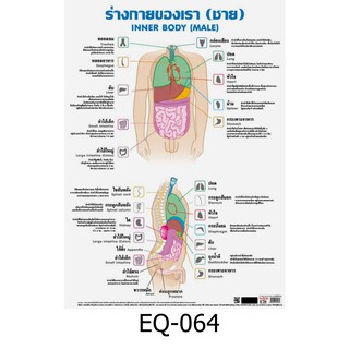 ร่างกายของเรา ( ชาย ) EQ-064 สื่อโปสเตอร์ภาพ กระดาษ หุ้มพลาสติก