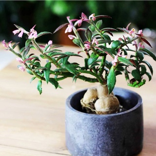 Monadenium montanum var. rubellum (โมนาดีเนียม มอนทานัม ลูเบลลัม)