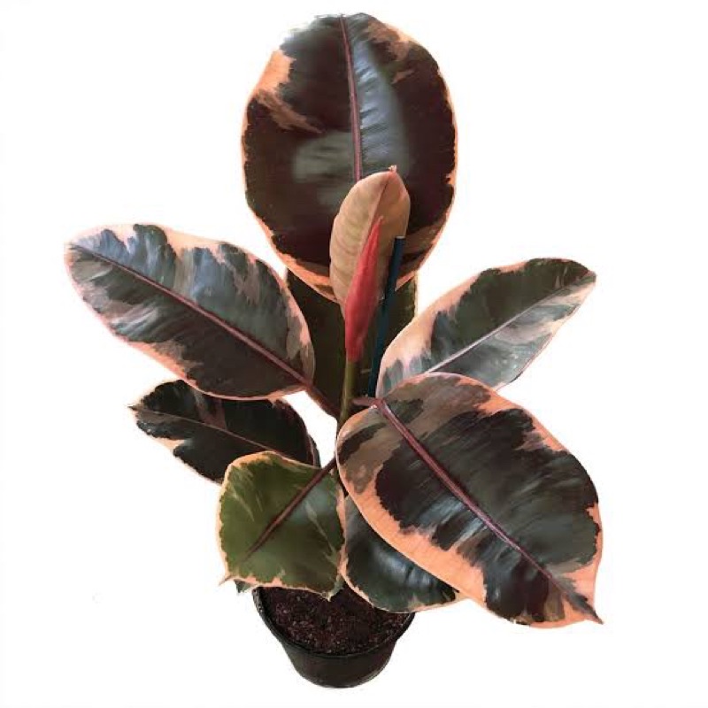 ยางอินเดียด่างชมพู ล็อตใหม่  (Ruby rubber plant)