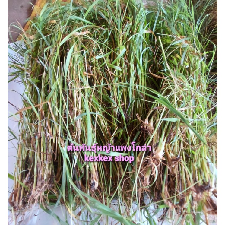 ต้นพันธุ์หญ้าแพงโกล่าแบบต้นมีราก 1 กิโลกรัม