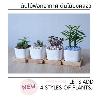 #PG2 🌳ต้นไม้ฟอกอากาศ ต้นไม้มงคลขนาดจิ๋ว 🌳 หลากหลายแบบมาพร้อมกระถางเซรามิคสีขาวและจานรองไม้อย่างดี 💕